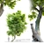 Seedless Green Ash Tree - Fraxinus Pennsylvanica 3D model small image 1