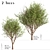 Erman's Birch Set: 2 Beautiful Betula Ermanii Trees 3D model small image 1