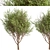 Erman's Birch Set: 2 Beautiful Betula Ermanii Trees 3D model small image 4