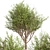 Erman's Birch Set: 2 Beautiful Betula Ermanii Trees 3D model small image 5