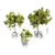Mangrove Variations: Lifelike Trees 3D model small image 1