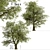 Fast-Growing Green Ash Tree 3D model small image 1