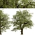 Fast-Growing Green Ash Tree 3D model small image 6