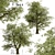 Fast-Growing Green Ash Tree 3D model small image 7