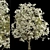 Royal Star Magnolia Trees: Beautiful Blossoms (2 Trees) 3D model small image 3