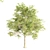  Evergreen Trio: 10m Sorrel, 8.4m Katsura & 9.3m Beech Trees 3D model small image 2