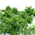 Aronia Melanocarpa Chokeberry Bush 3D model small image 3