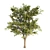 Lush Linden Tree Trio 3D model small image 2