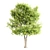 Lush Linden Tree Trio 3D model small image 4