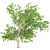 Natural Ash Tree Seeds 3D model small image 3