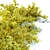 Golden Euonymus Bush: Vibrantly Golden Foliage & Natural Rock Accents 3D model small image 4