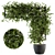 Ivy4Ever - Outdoor Plant Set 3D model small image 1