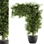 Ivy4Ever - Outdoor Plant Set 3D model small image 2