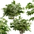 Versatile Set of Fatsia Japonica Bushes 3D model small image 4