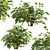 Versatile Set of Fatsia Japonica Bushes 3D model small image 5