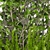 Leafy Delights: Plant Collection 17 3D model small image 2