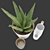 Soothing Set: Aloe Vera & Bittergurka Watering Can 3D model small image 7