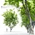 Marshall Green Ash: Seedless Fraxinus 3D model small image 1