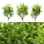 Marshall Green Ash: Seedless Fraxinus 3D model small image 3