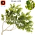 Gorgeous Alder Tree - Natural Beauty 3D model small image 1