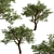 Mediterranean Treasure: Set of 2 Olive Trees 3D model small image 2