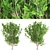 Evergreen Ash Tree: Beautiful & Low-Maintenance 3D model small image 2