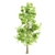 Lush Sorrel Trees: 3 Varieties 3D model small image 2