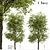 Black Ash Tree: Native Eastern North American Species 3D model small image 1