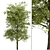 Black Ash Tree: Native Eastern North American Species 3D model small image 3