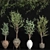 Elegant Indoor Olive Plant Set 3D model small image 1