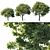 Trio of Majestic Oak Trees 3D model small image 1