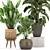 Exotic Banana Palm: Perfect for Indoors & Outdoors 3D model small image 4