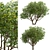 Exotic Plumeria Duo: Vibrant Tropical Trees 3D model small image 4