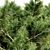  Majestic Monterey Cypress Tree Set 3D model small image 2