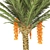 Tropical Oasis: Realistic Palm Tree 3D model small image 2