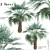 Exotic Copernicia Palm Trees (2-Pack) 3D model small image 1