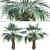 Exotic Copernicia Palm Trees (2-Pack) 3D model small image 2