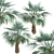 Exotic Copernicia Palm Trees (2-Pack) 3D model small image 3