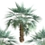 Exotic Copernicia Palm Trees (2-Pack) 3D model small image 4