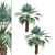 Exotic Copernicia Palm Trees (2-Pack) 3D model small image 5
