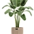 Tropical Banana Palm in Rattan Basket 3D model small image 2