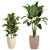 Exotic Plant Collection: Banana Palm, Ravenala, Strelitzia- Outdoor/Indoor 3D model small image 2