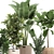 Exotic Plant Collection: Banana Palm, Ravenala, Strelitzia- Outdoor/Indoor 3D model small image 3