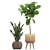 Exotic Plant Collection: Banana Palm, Ravenala, Strelitzia- Outdoor/Indoor 3D model small image 4