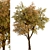 Temperate Chestnut Tree Duo 3D model small image 4