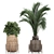 Tropical Plant Collection: Exotic & Indoor Plants in Rattan Basket 3D model small image 2