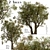 Mediterranean Duo: Set of 2 Olive Trees 3D model small image 1