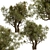Mediterranean Duo: Set of 2 Olive Trees 3D model small image 3