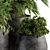 Lush Greenery Set: Black Pot 3D model small image 2