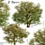 Delightful Set of Hawthorn Trees 3D model small image 1